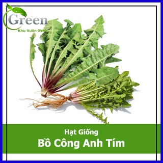 Hạt giống bồ công anh tím