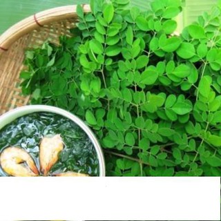 Hạt Giống Chùm Ngây 2gr