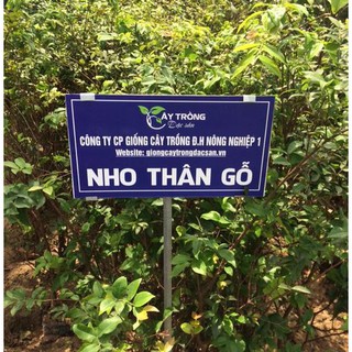 NHO THÂN GỖ TỨ QUÝ - 1 NĂM CHO QUẢ