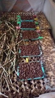 Trứng dế mèm thái