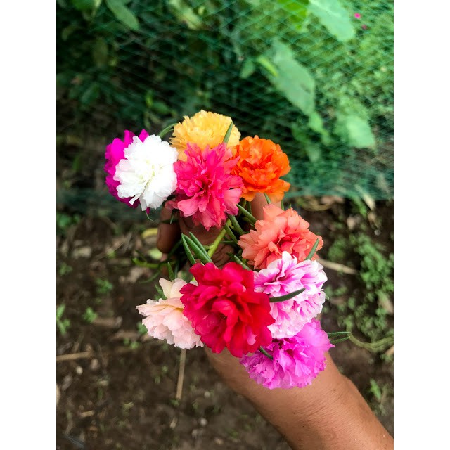 40 nhánh hoa 10 giờ mười màu