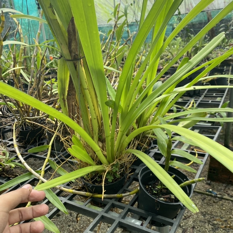 Phong lan kiếm tiên vũ