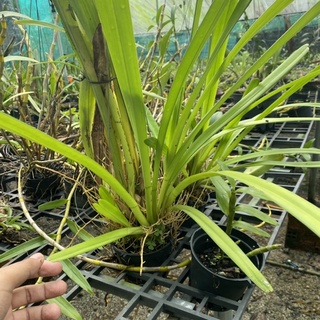 Phong lan kiếm tiên vũ