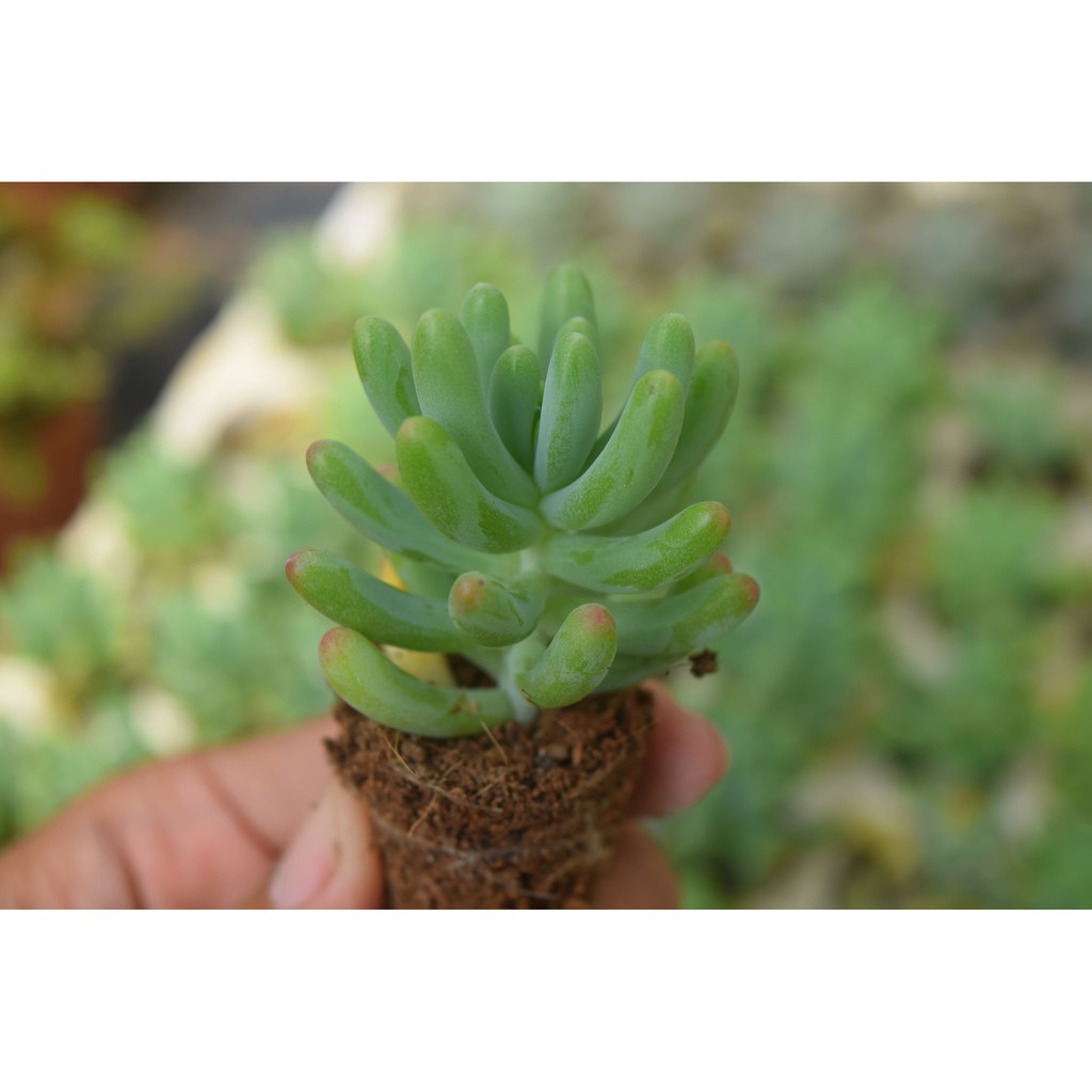 Sen đá thạch ngọc Mỹ mini 2-4cm
