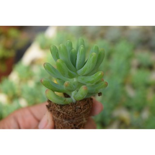 Sen đá thạch ngọc Mỹ mini 2-4cm