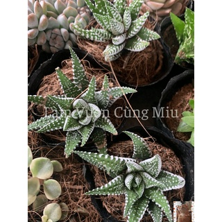 Sen Đá Móng Rồng 🐲🐲🐲 Size Bầu - Trung