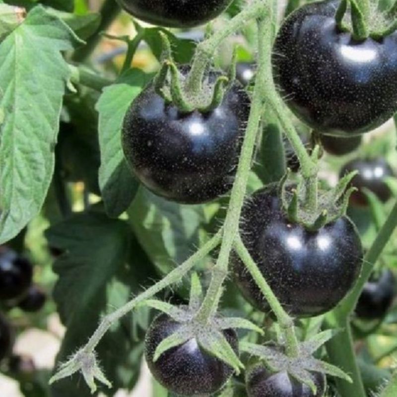 5 HẠT GIỐNG CÀ CHUA ĐEN