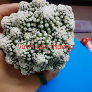 [Hót 2020] xương rồng đám mây 1 chậu