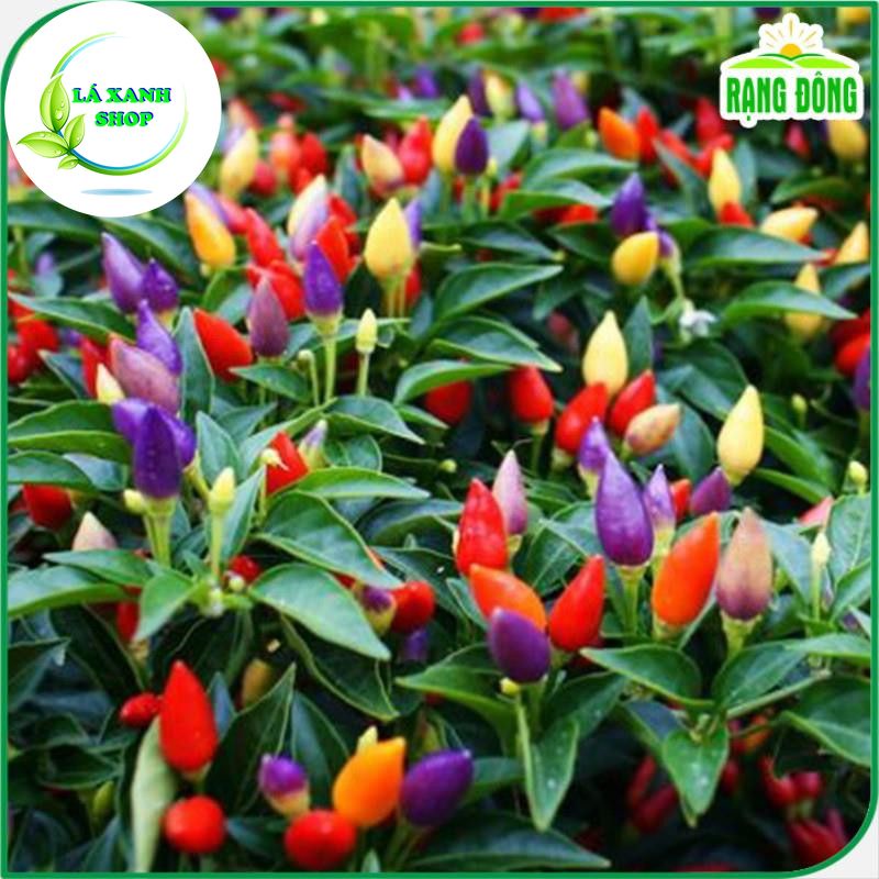 Hạt giống Ớt Ngũ Sắc Trái Sai, Trồng Quanh Năm, Ớt Ăn Được hoặc Dùng Làm Kiểng - Hạt Giống Rạng Đông