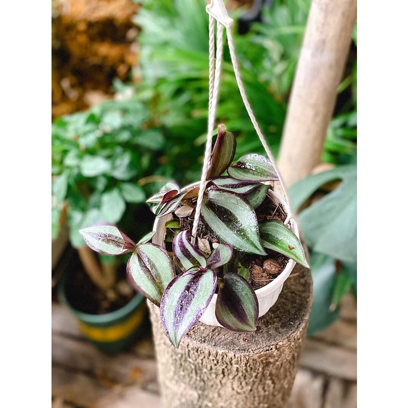 Cây Tradescantia zebrina ‘Silver Plus’  chậu treo bí ngô 10cm