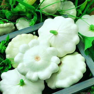 Hạt giống Bí đĩa bay