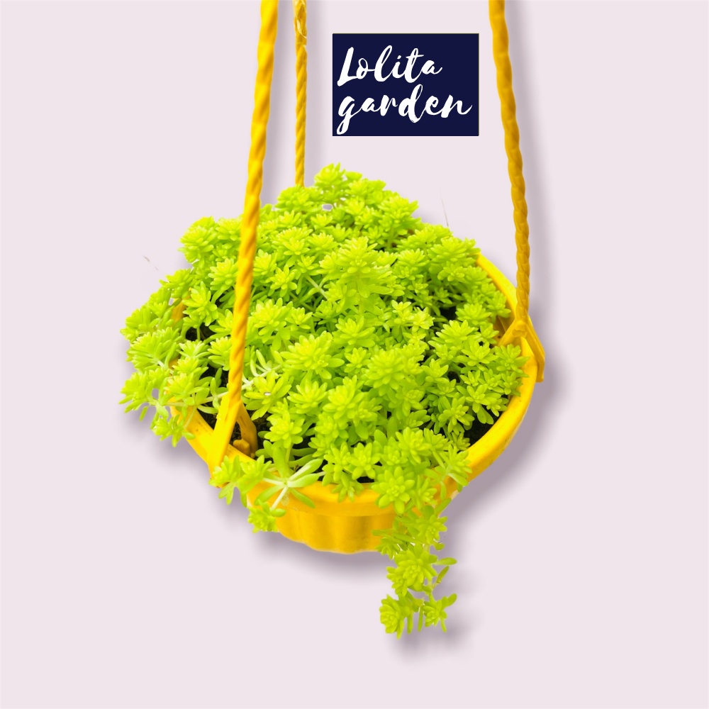 Sen đá sedum vàng chậu treo Đà Lạt size 9cm cây cảnh trang trí nhà cửa Lolita garden