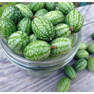 5h Hạt Giống Dưa Chuột Mini Mexico