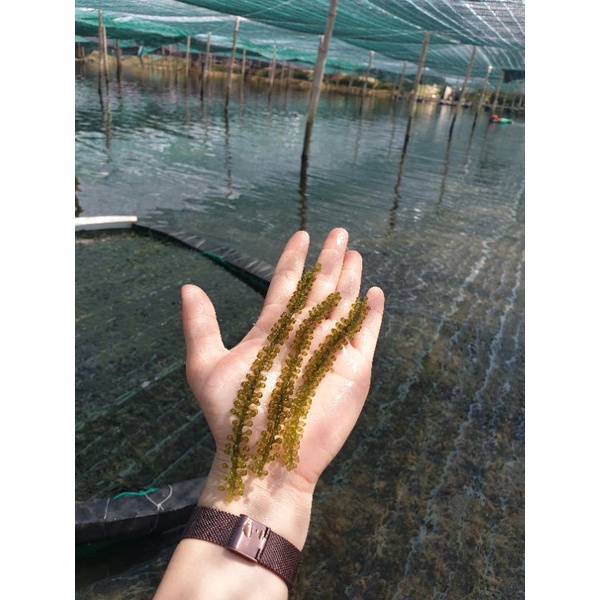 RONG NHO TƯƠI SÀI GÒN túi 500GR-ship hỏa tốc