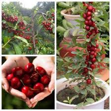 Hạt giống Cây Cherry anh đào chịu nhiệt dễ trồng