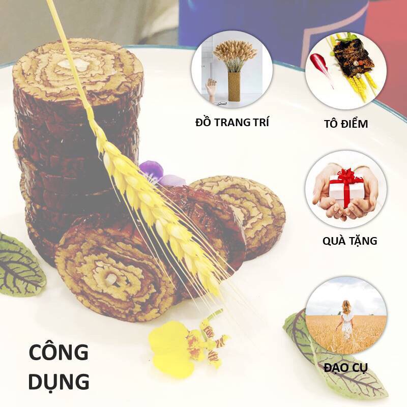 Lúa mạch vintage decor, hanmade