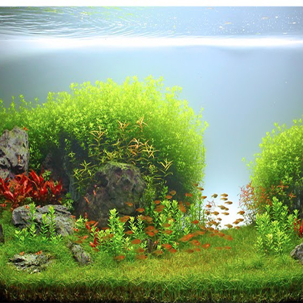 Cây thuy sinh Trân châu cao lá kim