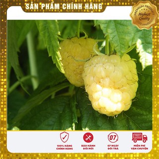 Hạt giống mâm xôi vàng