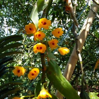 Hoa phong lan phi điệp vàng tây bắc