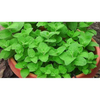 Trà lá bạc hà Salem Tea 50gr