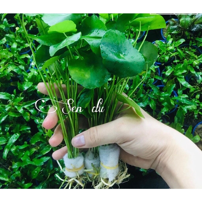 Cây Sen Dù Thuỷ Sinh (Cây Hậu Cảnh)