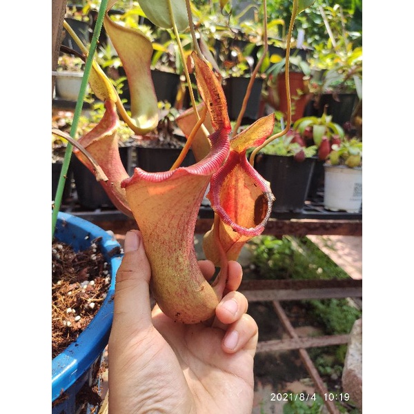 Cây cảnh lowii x ventricosa siêu to