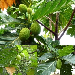 CÂY GIỐNG CÂY SA KÊ (cây bánh mỳ)
