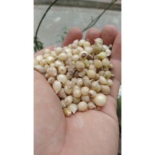 Hành tăm (củ nén) Nghệ An