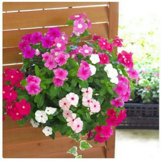 Gói 50 hạt giống hoa dừa cạn rủ nhiều màu sắc KHUYẾN MẠI SHOP MỚI HẠ GIÁ SỈ