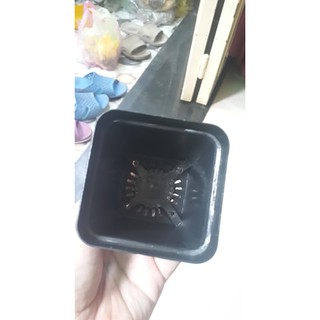 Chậu nhựa vuông trồng rau củ quả 7x7 cm