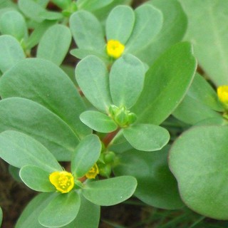 HẠT GIỐNG RAU SAM DỄ TRỒNG  (1gr)