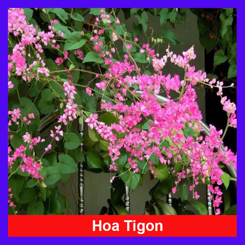 Cây hoa tigon - cây cảnh sân vườn + tặng phân bón cho cây