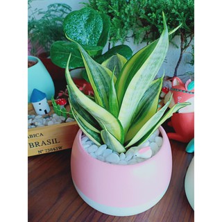 Cây cảnh mini để bàn: Cây Lưỡi Hổ