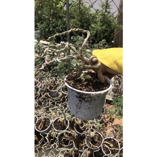 caykiengsadec  cần thăng 1 cây.