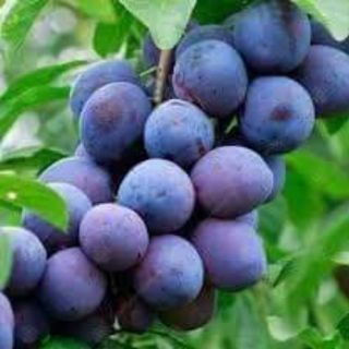 Cây giống mận đường úc
