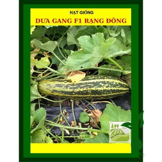 Hạt giống dưa gang f1 rạng đông 1 gram