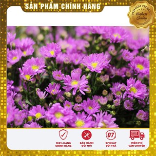 Hạt Giống Cúc Thạch thảo hồng