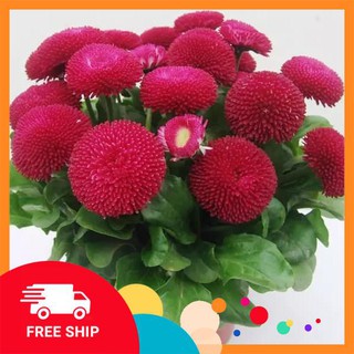 Gói 200  Hạt giống hoa cúc anh màu đỏ