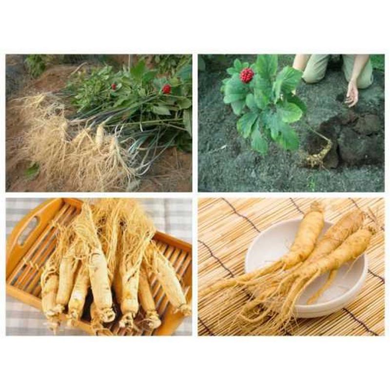 20 Hạt Nhân Sâm Hàn Quốc Đã Ủ Nứt Nanh, Sâm Hàn Quốc