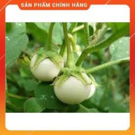HẠT GIỐNG CÀ PHÁO TRẮNG CAO SẢN