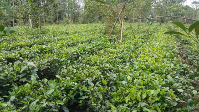 0.5kg Chè Thái loại ngon | BigBuy360 - bigbuy360.vn