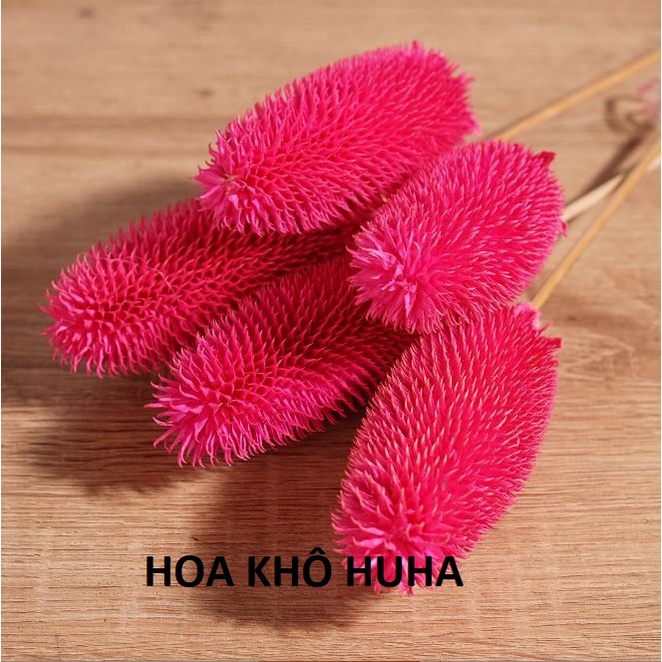 Hoa khô TEASEL trang trí nhà cửa