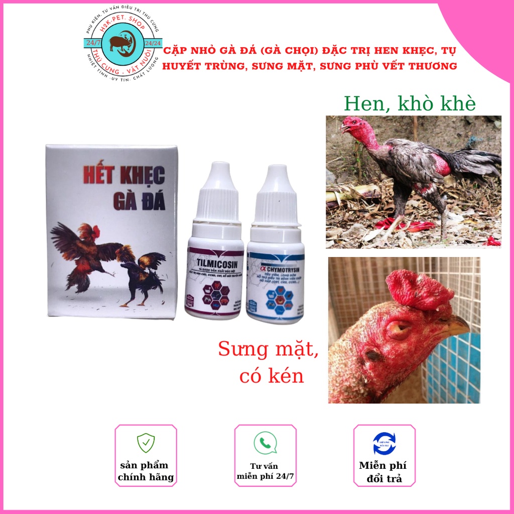 Cặp nhỏ Gà Đá (Gà Chọi) Đặc Trị Hen Khẹc, Tụ Huyết Trùng, Sưng Mặt, Sưng Phù Vết Thương, Tăng Lực.