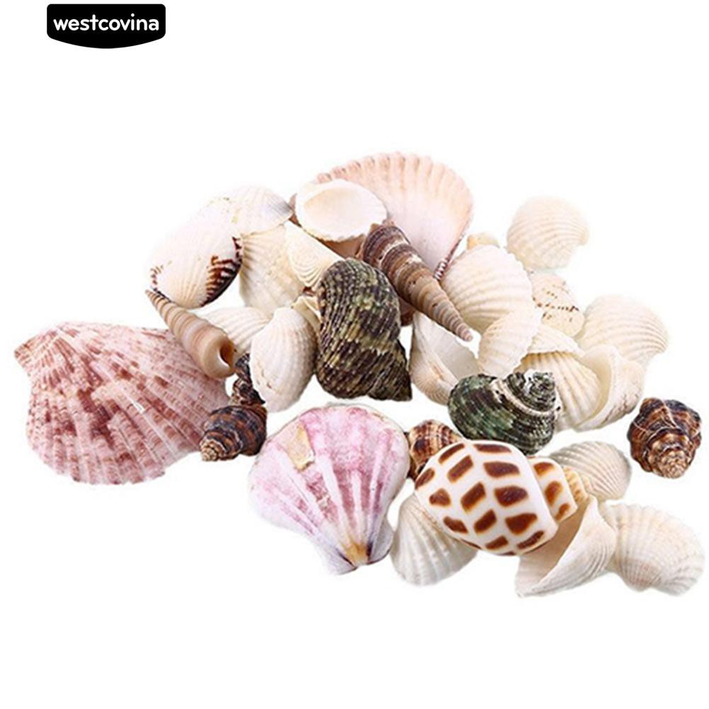 Vỏ ốc biển trang trí bể cá