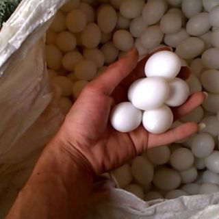 Trứng bồ câu giả