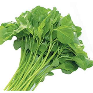 Hạt giống Rau Dền 3 màu (gói 20g)