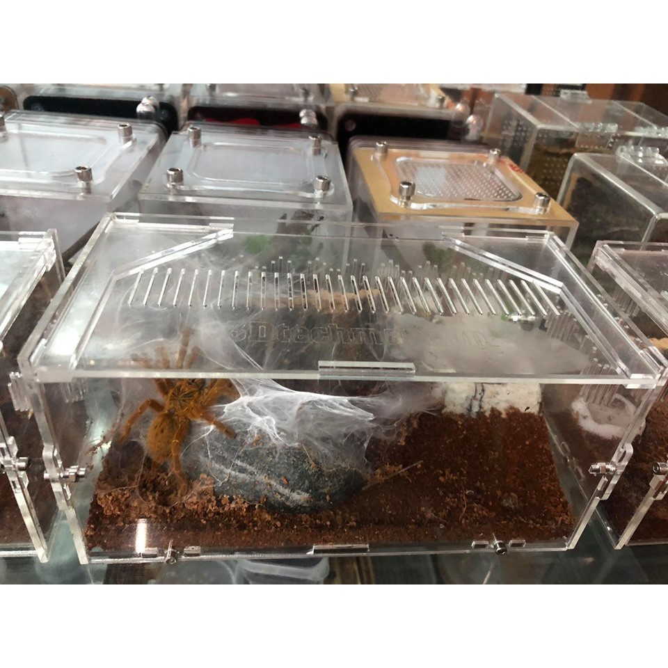 Hộp nuôi nhện, bọ cạp, rết kt 20-10-10cm