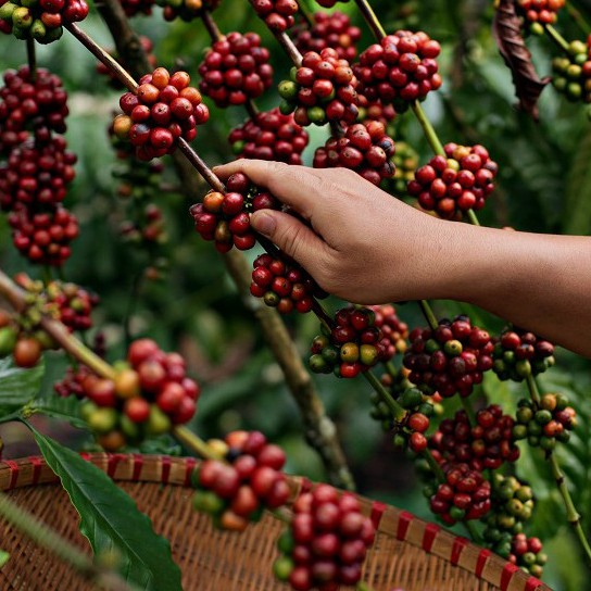 Cà phê Arabica cao cấp - Hương vị phong phú - nguyên chất 100% - gói 500gr - Belvico coffee