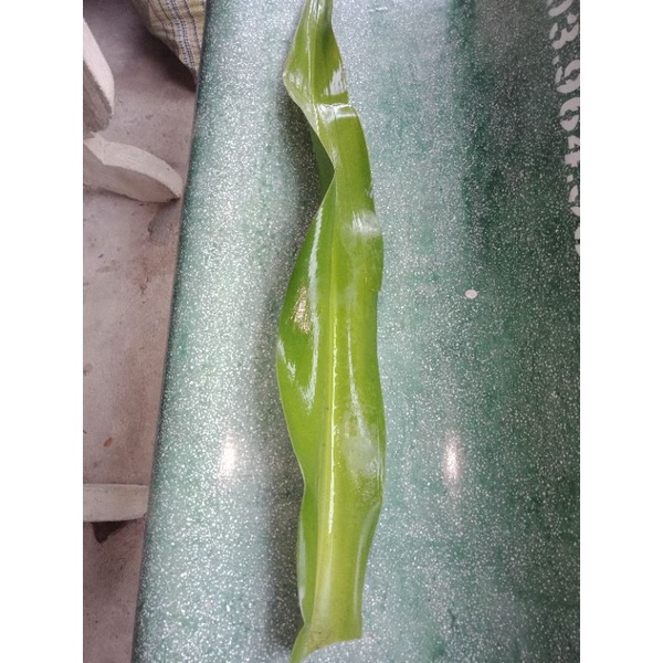 lá cây náng hoa trắng (đại tướng quân) lá tươi/1kg
