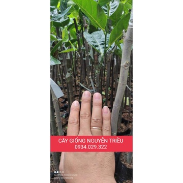CÂY GIỐNG MÍT THÁI SIÊU SỚM CHANG GAI DA XANH